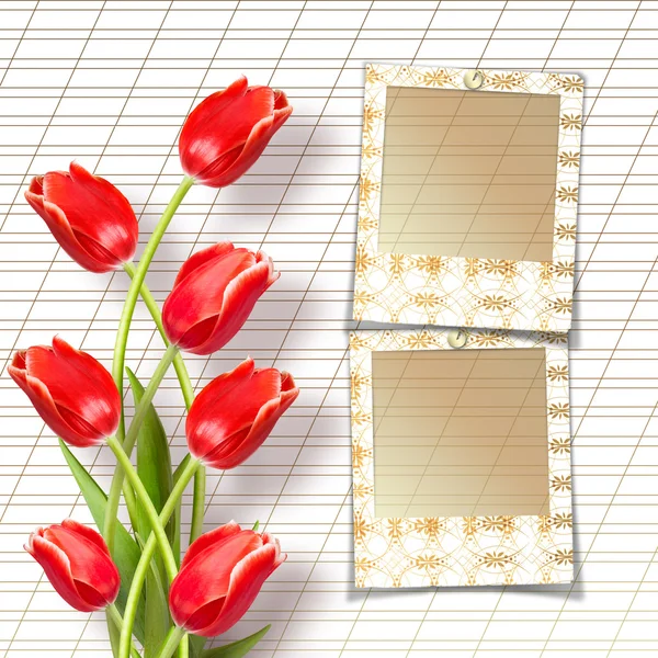 Tulips with photo slides — Stock Photo, Image