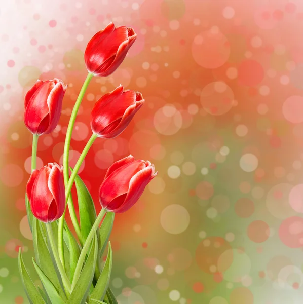 Red tulips with leaves — Stock Photo, Image