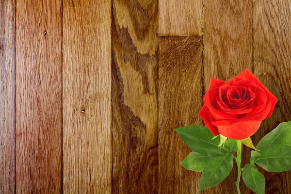 Red rose — Stock Photo, Image