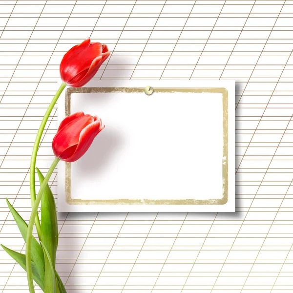 Tulips with greeting card — Stock Photo, Image