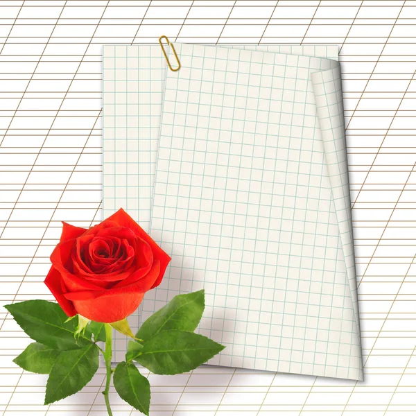 Rose with blank papers — Stock Photo, Image