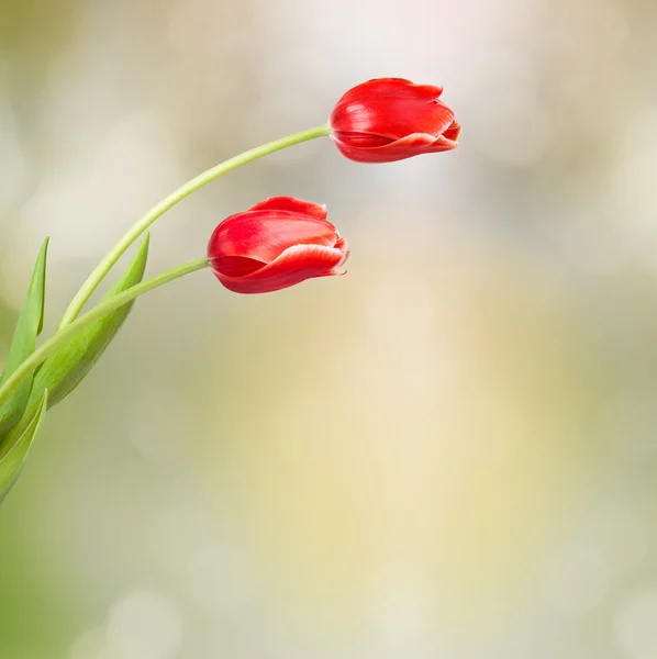 Duas tulipas com folhas — Fotografia de Stock