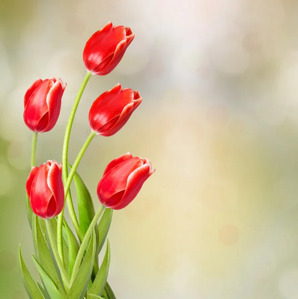 Bouquet of red tulips with green leaves on abstract background — Stock Photo, Image