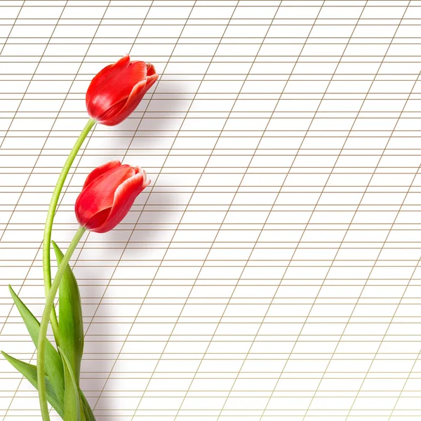 Bouquet de belles tulipes rouges avec le message d'accueil sur papier blanc de bac — 스톡 사진