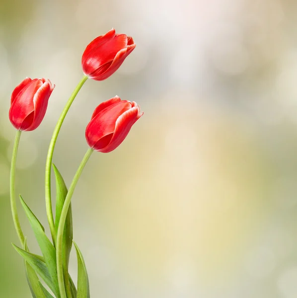 抽象的な背景に緑色の葉と赤いチューリップの花束 — ストック写真