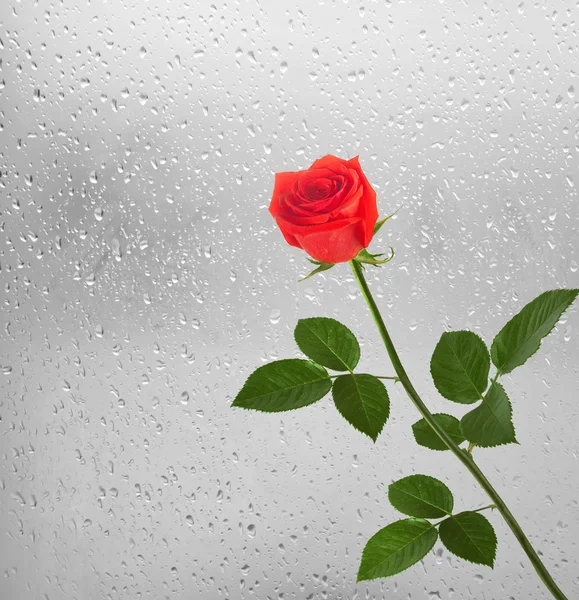 Buquê de rosas vermelhas no fundo de uma janela com gota de chuva — Fotografia de Stock