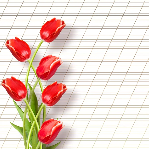 Beautiful red tulips with greeting — Stock Photo, Image