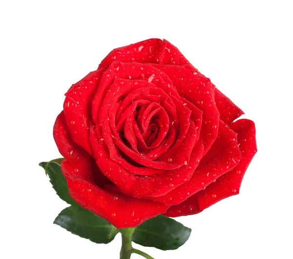 Rosa vermelha com folhas verdes e isolado no fundo branco — Fotografia de Stock