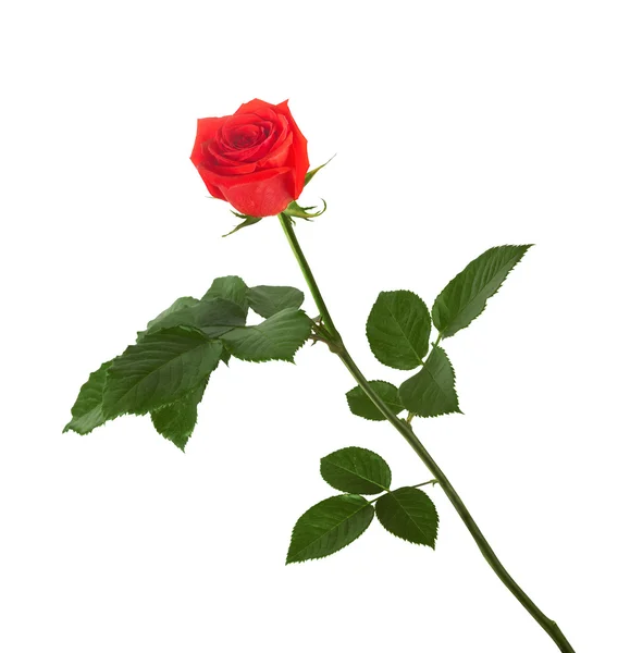 Red rose with green leaves — Stock Photo, Image