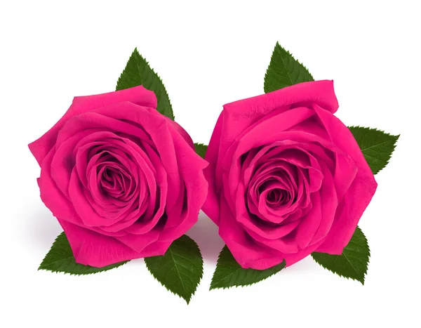 Un couple de roses cadeaux le jour de la Saint-Valentin isolé sur fond blanc — Photo