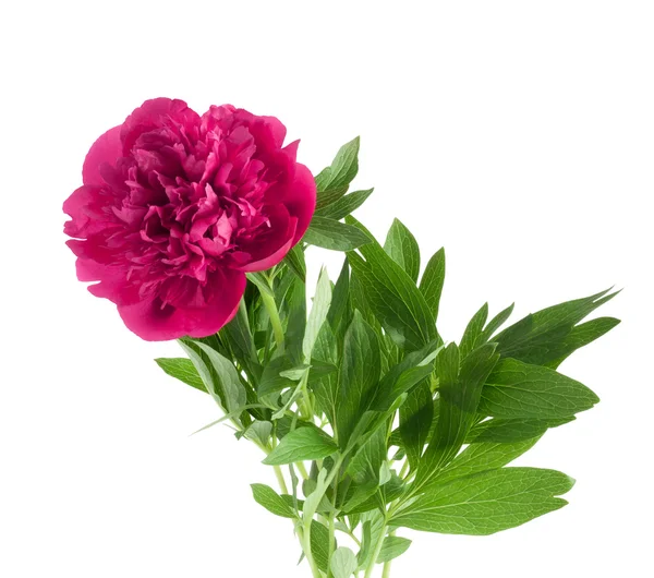 Buket indah peony merah muda — Stok Foto