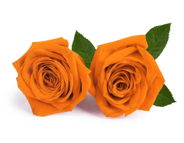 Duas rosas. — Fotografia de Stock