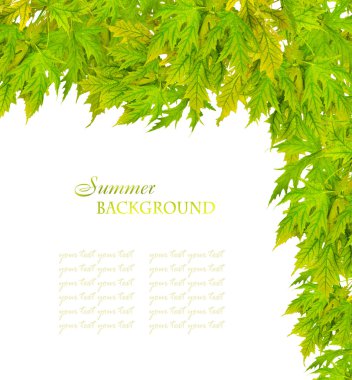 yeşil yaprakları ile akçaağaç