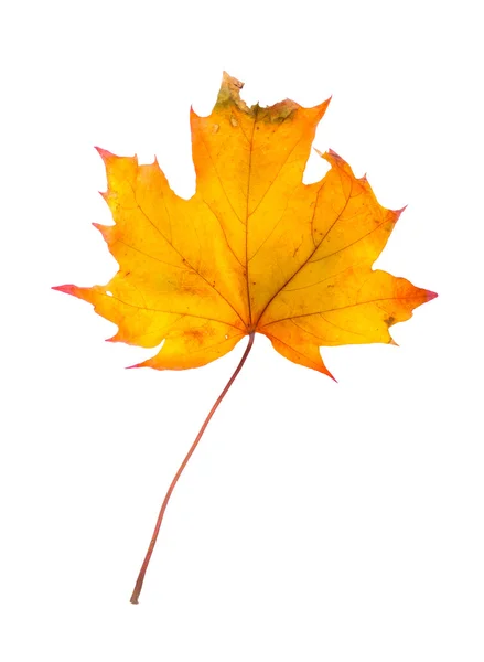 Hoja de arce de otoño — Foto de Stock