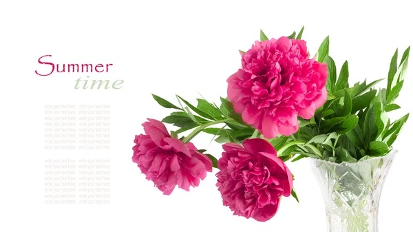 Krásnou kytici růžových pivoněk na bílém pozadí, samostatný — Stock fotografie