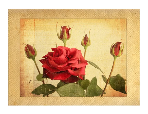 Old vintage card with a bouquet of beautiful pink roses on white — Stock Photo, Image