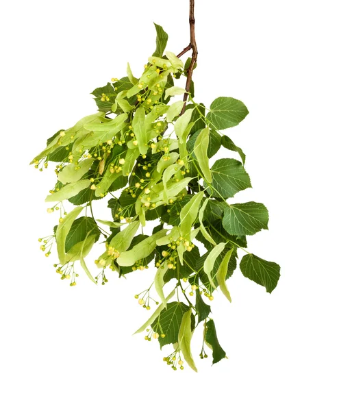 Ramo con foglie verdi isolate su sfondo bianco — Foto Stock