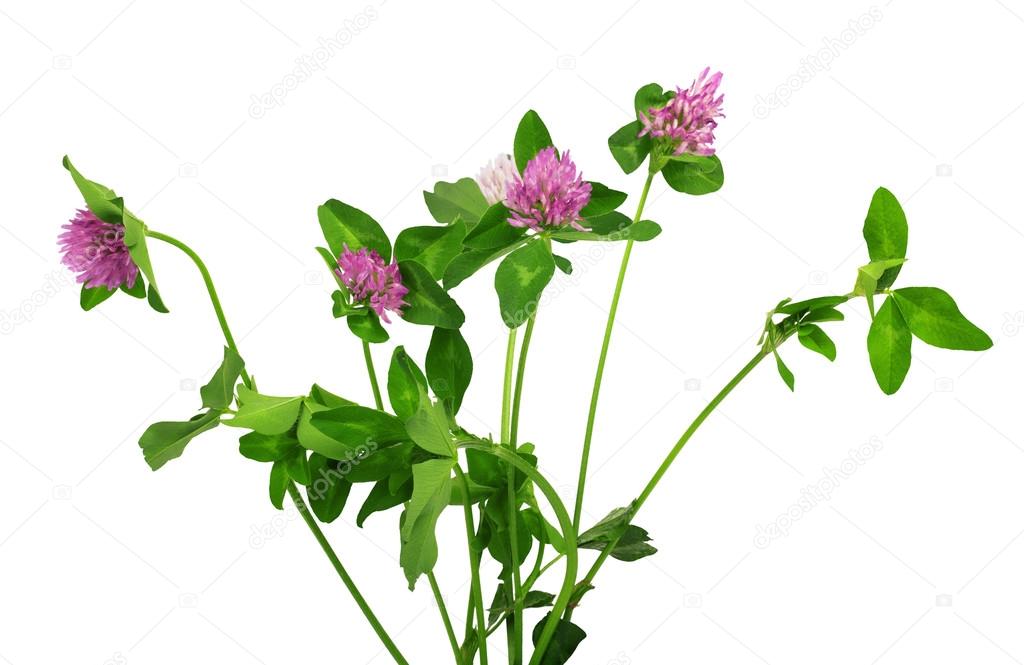 Closeup of pink clover flower isolated on white 