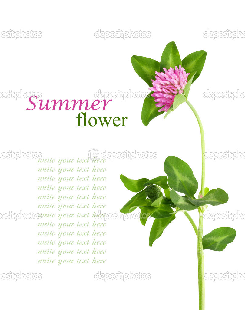 Closeup of pink clover flower isolated on white 