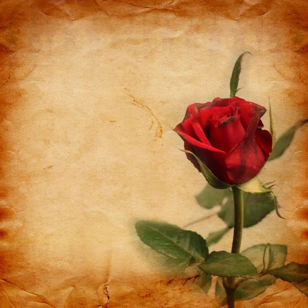 Κάρτα με τριαντάφυλλο σε χαρτί — Φωτογραφία Αρχείου