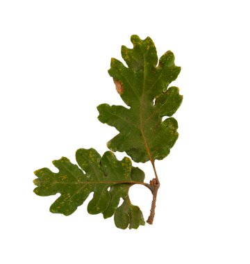 Kurumuş Sonbahar Yaprakları