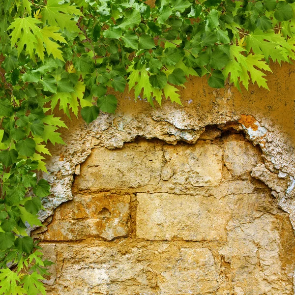 Zelené listy na zničené kamenné zdi — Stock fotografie
