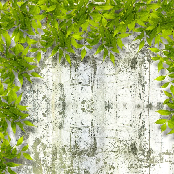 Groene gebladerte op geruïneerde stenen muur — Stockfoto