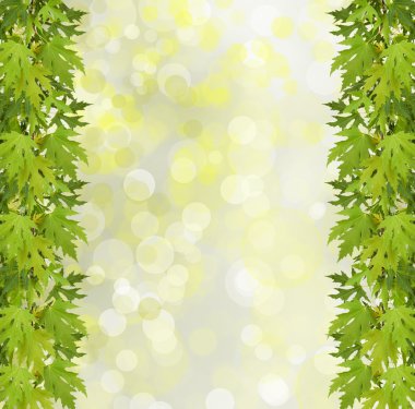 bokeh 배경에 나무의 녹색 지점