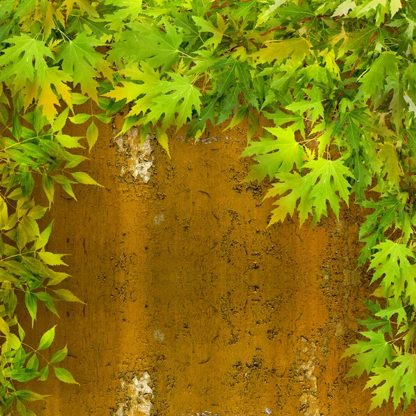 Folhagem verde na parede de ferro enferrujado — Fotografia de Stock