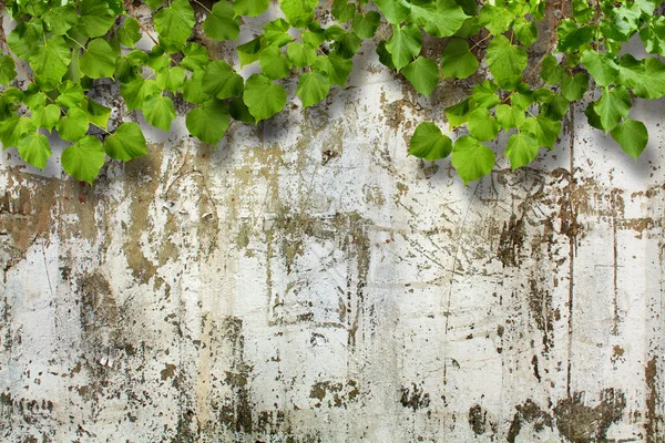 Feuillage vert vif mur de pierre en ruine — Photo