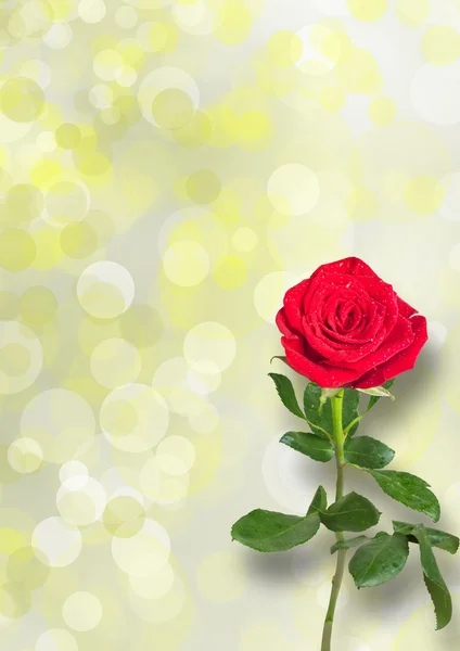 Κόκκινο τριαντάφυλλο με πράσινα φύλλα — Φωτογραφία Αρχείου