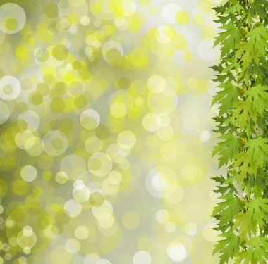 Yeşil bokeh etkisi ile arka plan ağaç dalı