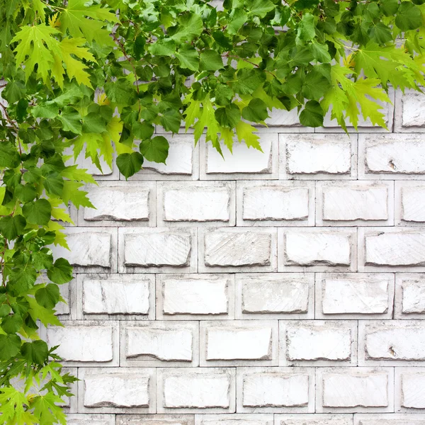 Feuillage vert vif sur fond de mur de briques blanches — Photo