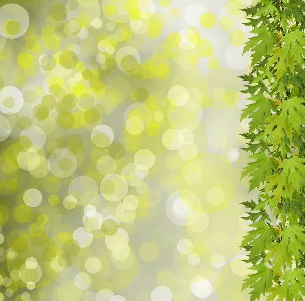 Ramo verde di un albero su sfondo astratto con effetto bokeh — Foto Stock