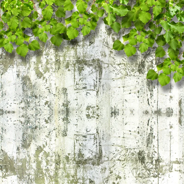 Jasny zielony liści na tle lato zniszczony mur — Zdjęcie stockowe