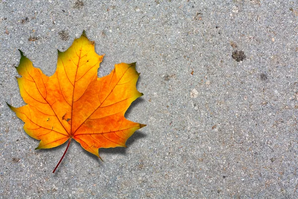 Autumn maple leaf on road — Stock Photo, Image