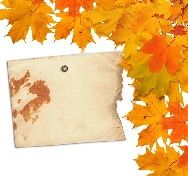 Old paper with autumn maple leaves — Stock Photo, Image