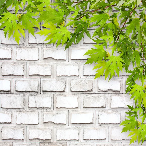 Světle zelené listy na pozadí bílých cihlová zeď — Stock fotografie