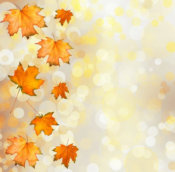 Orange autumnal branch of  tree on abstract background with boke — Stock Photo, Image
