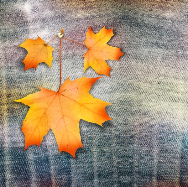 Autumn maple branch with leaves on blue jeans background — Stock Photo, Image