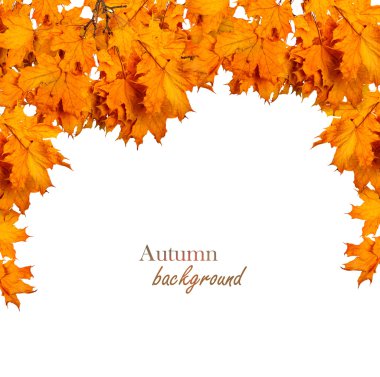 Beyaz bir arka plan üzerinde izole yaprakları ile Sonbaharda akçaağaç Şubesi