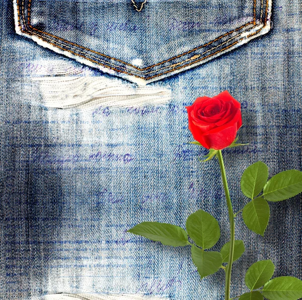 Beautiful red rose on old jeans background — Stock Photo, Image