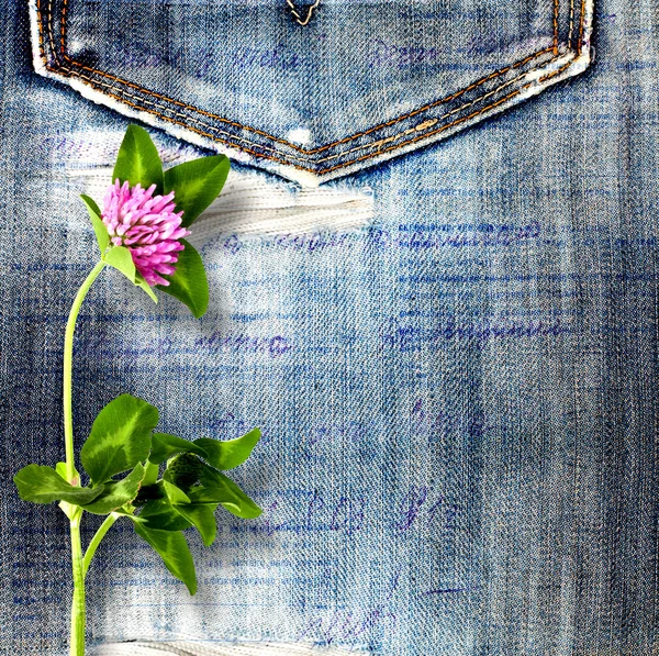 Beautiful pink clover on old jeans background — Stock Photo, Image