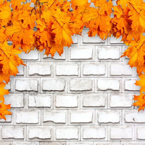 Bright orange autumn leaves on the background of an old brick wa — Stock Photo, Image