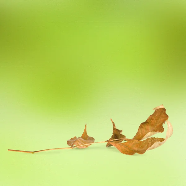 Φωτεινό Φθινοπωρινά φύλλα στο αφηρημένο φόντο με bokeh — Φωτογραφία Αρχείου