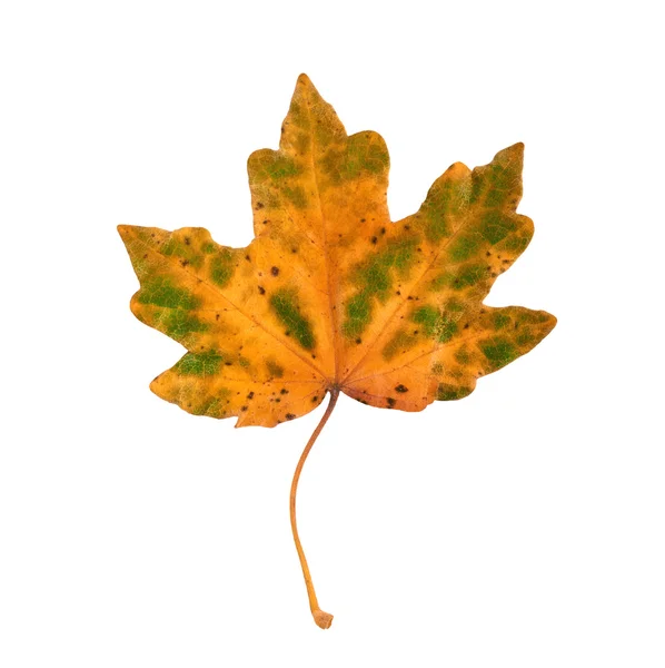 Herbst Ahorn Zweig mit Blättern isoliert auf weißem Hintergrund — Stockfoto