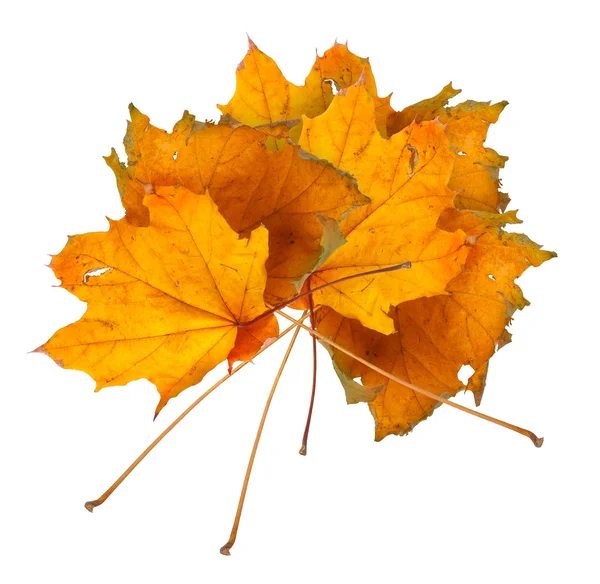Podzimní javor větev s listy izolované na bílém pozadí — Stock fotografie
