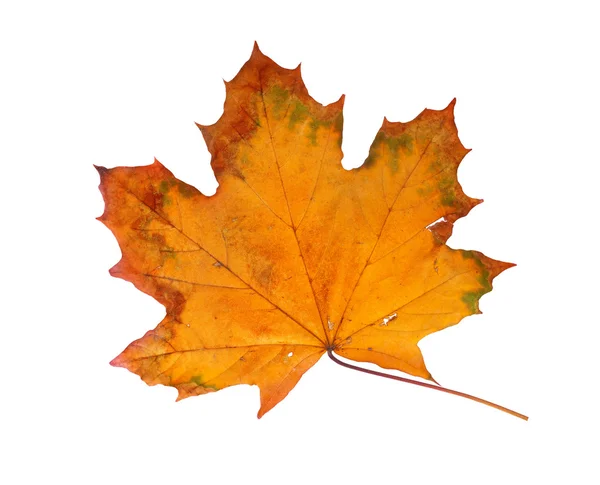Höstens lönn gren med blad isolerad på en vit bakgrund — Stockfoto