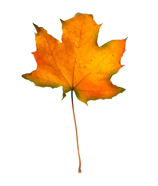 Herbst Ahorn Zweig mit Blättern isoliert auf weißem Hintergrund — Stockfoto