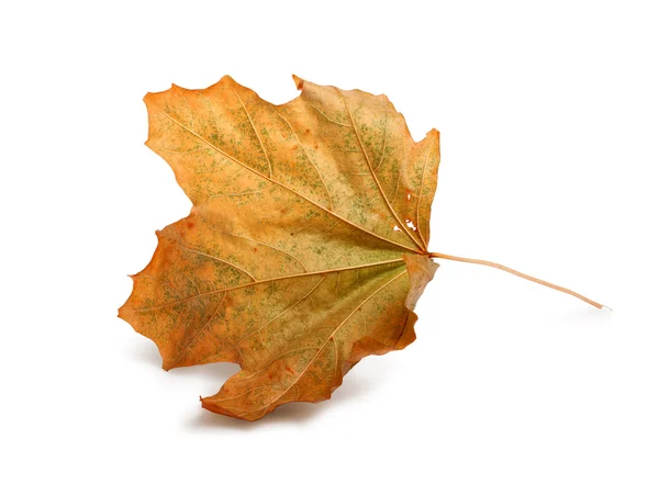 白い背景で隔離の葉と秋のメープルの枝 — ストック写真